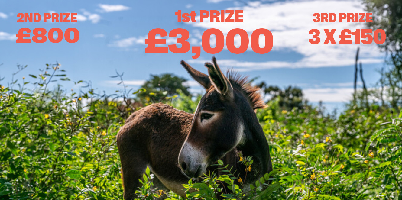 1st Prize £3,000. 2nd Prize £800. 3rd Prize 3 X £150. Runners-up 20 X £50, Fast Responder Bonus Draw £25 x £10 M&S Vouchers.
